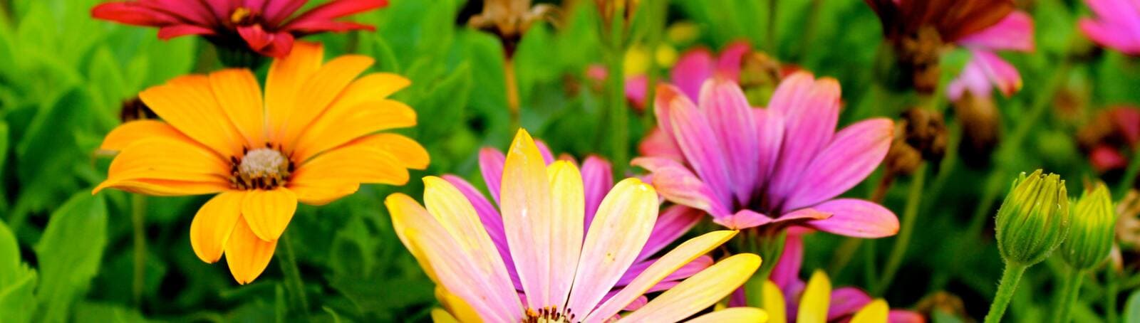 Experience the Healing Power of Nature at Nuad Thai School’s Garden Spa